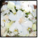 Gallery Thumb 5